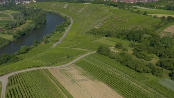 Viñedos Cerca Besigheim Alemania Día Soleado Primavera — Vídeo de stock