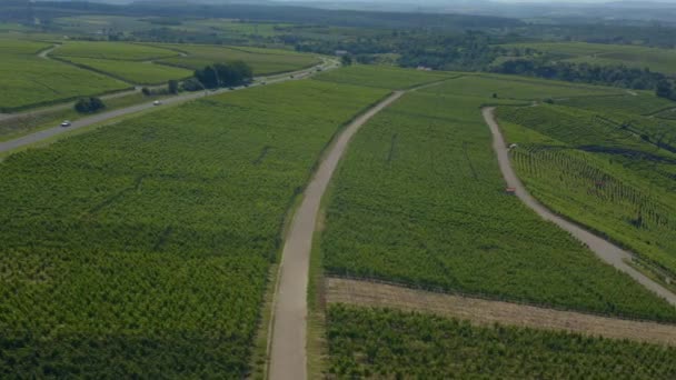 Aereo Vigneti Vicino Mundelsheim Germania Una Giornata Sole Primavera — Video Stock