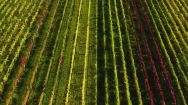 Sonbaharda Almanya 'da Rhineland-Palatinate üzüm bağları etrafındaki hava manzarası.