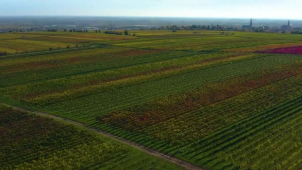 Vista Aérea Alrededor Viñedos Renania Palatinado Alemania Otoño — Vídeos de Stock