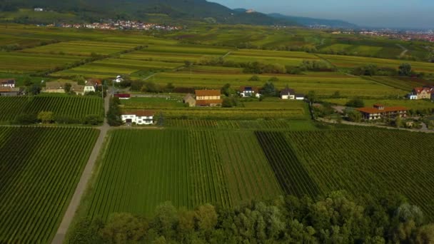 Αεροφωτογραφία Γύρω Από Αμπελώνες Στη Ρηνανία Παλατινάτο Στη Γερμανία Φθινόπωρο — Αρχείο Βίντεο