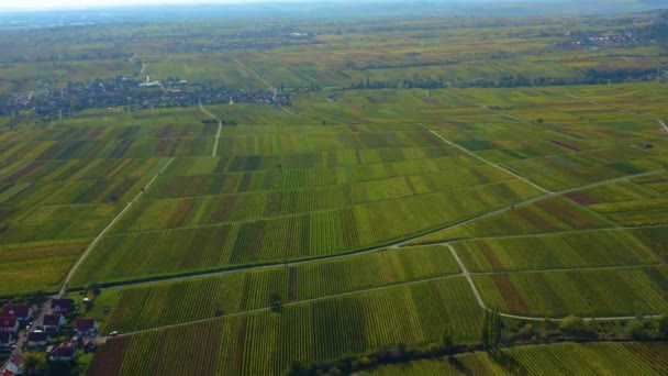 Vista Aérea Alrededor Viñedos Renania Palatinado Alemania Otoño — Vídeos de Stock