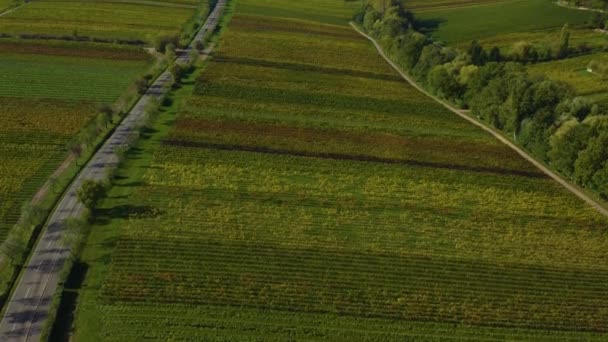 Luftaufnahme Rund Die Weinberge Rheinland Pfalz Herbst — Stockvideo