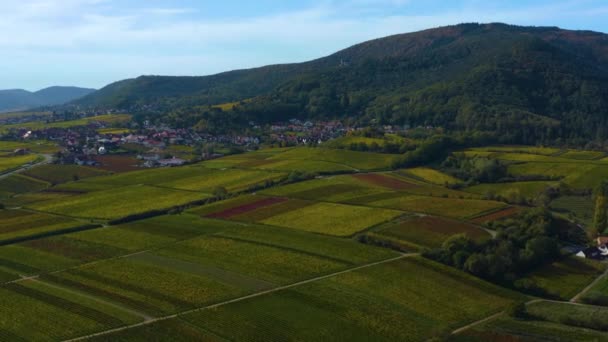 Aerial View Vineyards Houses Village Burrweiler Frankweiler Pfalz Germany Sunny — Stock Video
