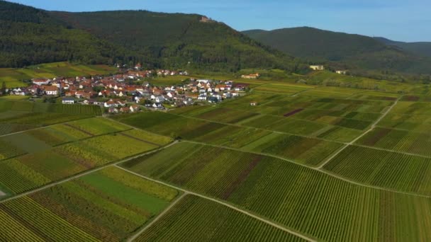 Повітряний Вид Виноградники Будинки Навколо Села Burrweiler Frankweiler Пфальці Німеччині — стокове відео