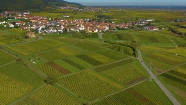 Luftaufnahme Von Weinbergen Häusern Rund Das Dorf Burrweiler Und Frankweiler — Stockvideo