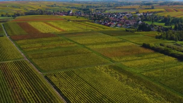 Flygfoto Runt Vingårdar Rheinland Pfalz Tyskland Hösten — Stockvideo