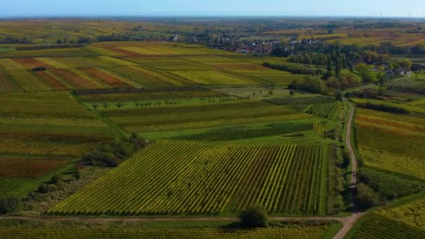秋天德国莱茵兰 帕拉蒂纳茨葡萄园周围的空中景观 — 图库视频影像
