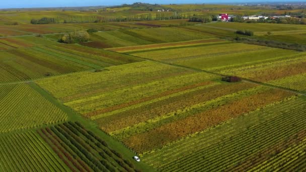 Aerial View Vineyards Rhineland Palatinate Germany Autumn — Stock Video