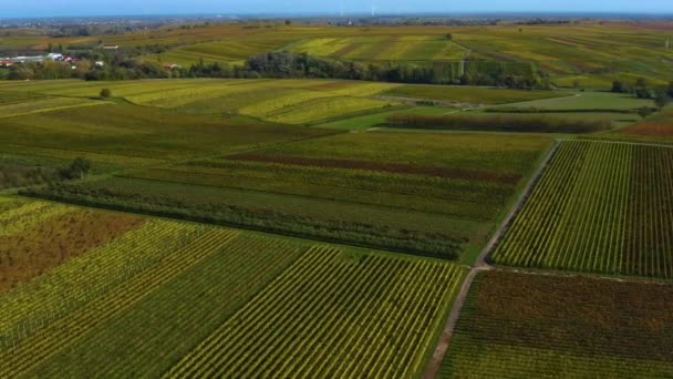 Widok Lotu Ptaka Wokół Winnic Nadrenii Palatynacie Jesienią Niemczech — Wideo stockowe