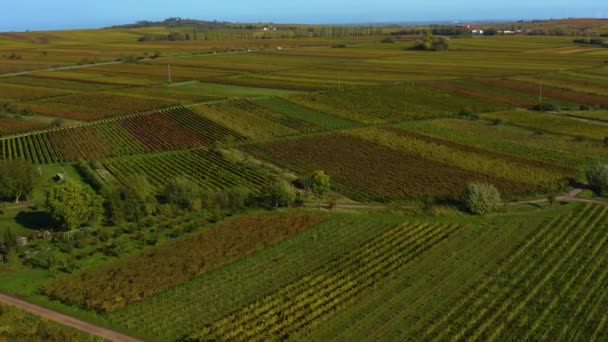 Flygfoto Runt Vingårdar Rheinland Pfalz Tyskland Hösten — Stockvideo