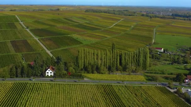 Widok Lotu Ptaka Wokół Winnic Nadrenii Palatynacie Jesienią Niemczech — Wideo stockowe