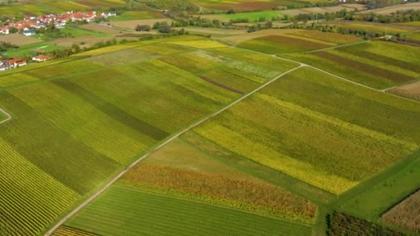 Flygfoto Runt Vingårdar Rheinland Pfalz Tyskland Hösten — Stockvideo