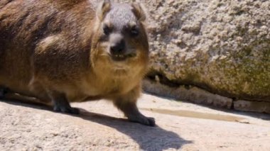 Rocky Hyrax güneşli bir günde salatalık yiyor.