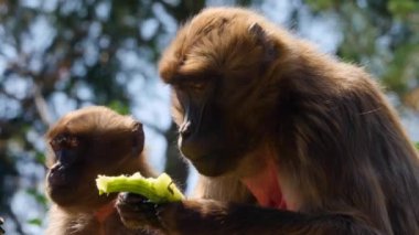 Güneşli bir günde salatalık yiyen babun.