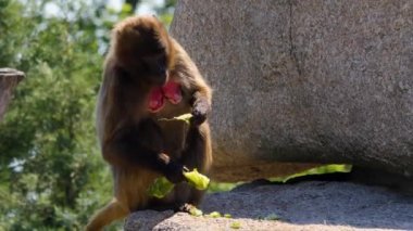 Güneşli bir günde salatalık yiyen babun.
