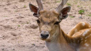 Eksen geyiği burnunu oynatıyor.