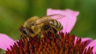 Yazın güneşli bir günde ekinezya çiçeğindeki bir bal arısının matrosu nektar topluyor..