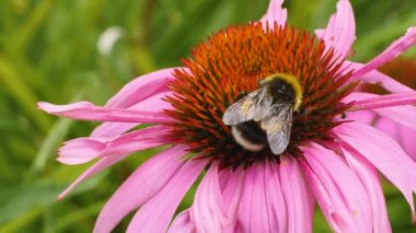 Yazın güneşli bir günde ekinezya çiçeğindeki bir yaban arısının makro çekimi nektar toplar..