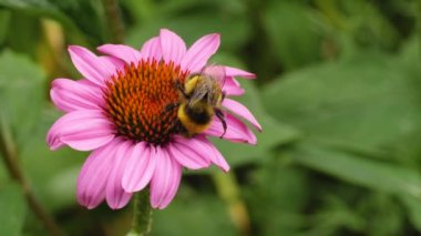 Yazın güneşli bir günde ekinezya çiçeğindeki bir yaban arısının makro çekimi nektar toplar..