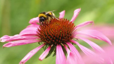 Yazın güneşli bir günde ekinezya çiçeğindeki bir yaban arısının makro çekimi nektar toplar..