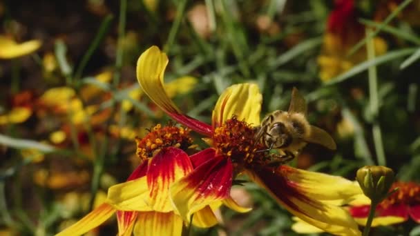 Macro Colpo Calabrone Fiore Raccogliendo Nettare Una Giornata Sole Estate — Video Stock