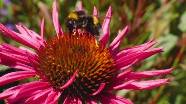 Makro Strzał Trzmiela Kwiat Echinacea Zbierając Nektar Słoneczny Dzień Lecie — Wideo stockowe