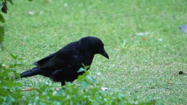 Close One Legged Raven Crow Standing Grass Picking Searching Ground — Stock Video