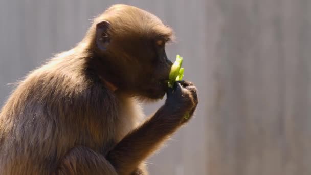 Babuíno Comer Pepino Dia Ensolarado — Vídeo de Stock