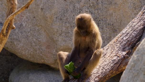 Babouin Mangeant Concombre Par Une Journée Ensoleillée — Video