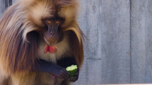 Babouin Mangeant Concombre Par Une Journée Ensoleillée — Video