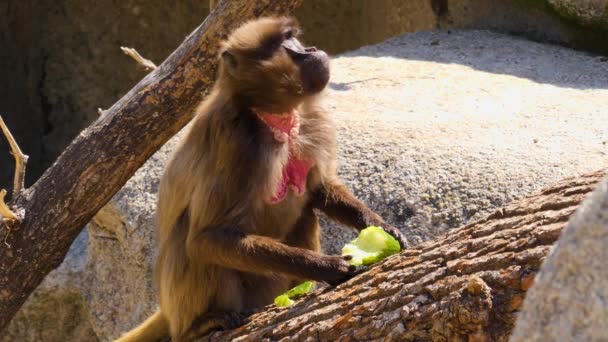 Baboon Eating Cucumber Sunny Day — Stock Video