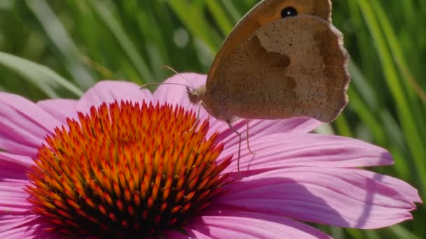 Macro Disparo Una Mariposa Sobre Una Flor Equinácea Recogiendo Néctar — Vídeo de stock