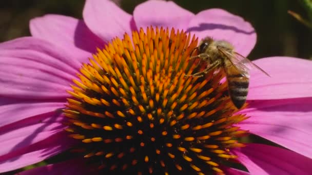 Macro Una Abeja Melífera Sobre Una Flor Equinácea Recogiendo Néctar — Vídeos de Stock