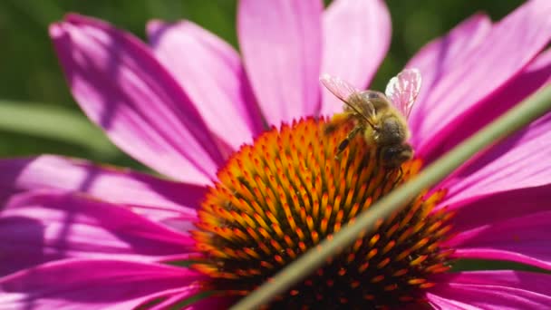 Макро Снимок Пчелы Цветке Эхинацеи Собирающей Нектар Солнечный День Летом — стоковое видео