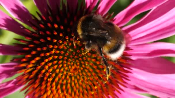 Makro Bilde Humle Echinacea Blomst Som Samler Nektar Solskinnsdag Sommeren – stockvideo