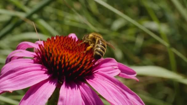 Makro Strzał Pszczoły Miodnej Kwiat Echinaceum Zbierając Nektar Słoneczny Dzień — Wideo stockowe