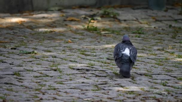 地面を探している足の鳩 — ストック動画