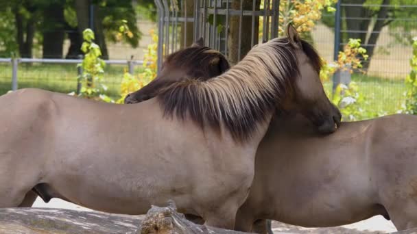 Dva Koně Třou Záda — Stock video