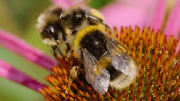 Μακρό Πλάνο Της Μέλισσας Ένα Λουλούδι Echinacea Συλλογή Νέκταρ Μια — Αρχείο Βίντεο