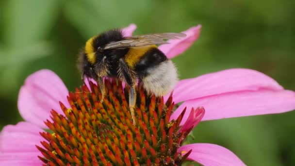 Makro Záběr Čmeláka Květu Echinacea Sbírání Nektaru Slunečného Dne Létě — Stock video