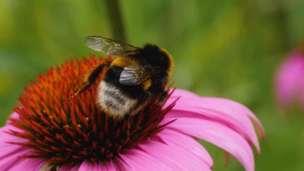 金银花上一只大黄蜂的大头照 夏天阳光灿烂的一天采集花蜜 — 图库视频影像