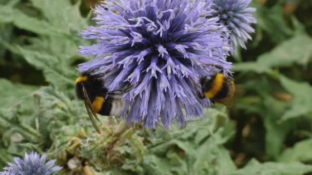 Macro Shot Van Een Hommel Een Aardbol Distel Bloem Het — Stockvideo