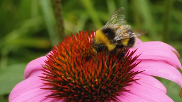 Macro Toma Abejorro Una Flor Equinácea Recogiendo Néctar Día Soleado — Vídeos de Stock