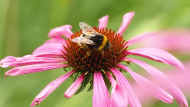 Makro Záběr Čmeláka Květu Echinacea Sbírání Nektaru Slunečného Dne Létě — Stock video