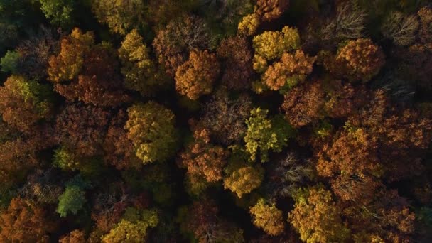 Vista Aérea Los Árboles Otoñales Día Nublado Bosque Negro — Vídeos de Stock