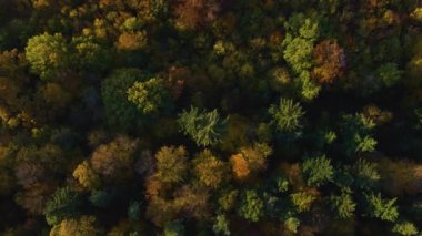 Kara Orman 'da bulutlu bir günde sonbahar ağaçlarının havadan görünüşü