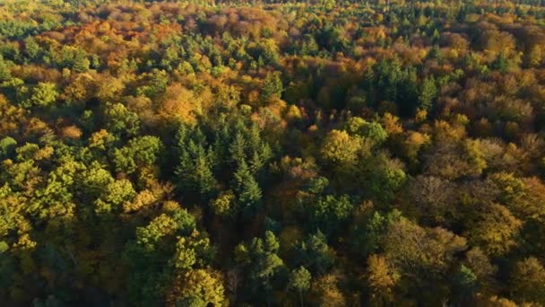 Vista Aérea Árvores Outono Dia Nublado Floresta Negra — Vídeo de Stock