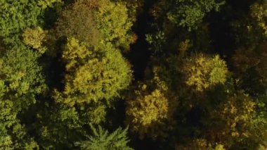 Kara Orman 'da bulutlu bir günde sonbahar ağaçlarının havadan görünüşü