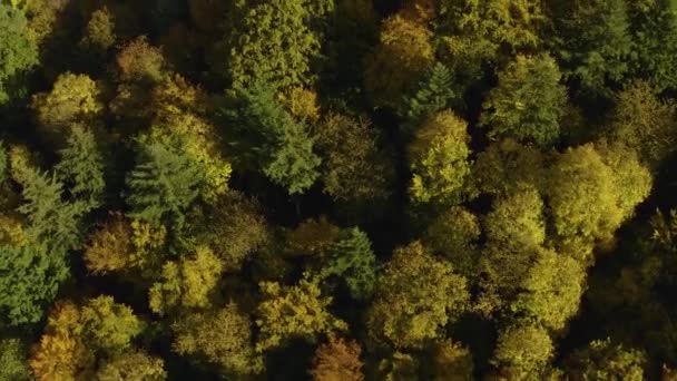 Vista Aérea Los Árboles Otoñales Día Nublado Bosque Negro — Vídeos de Stock